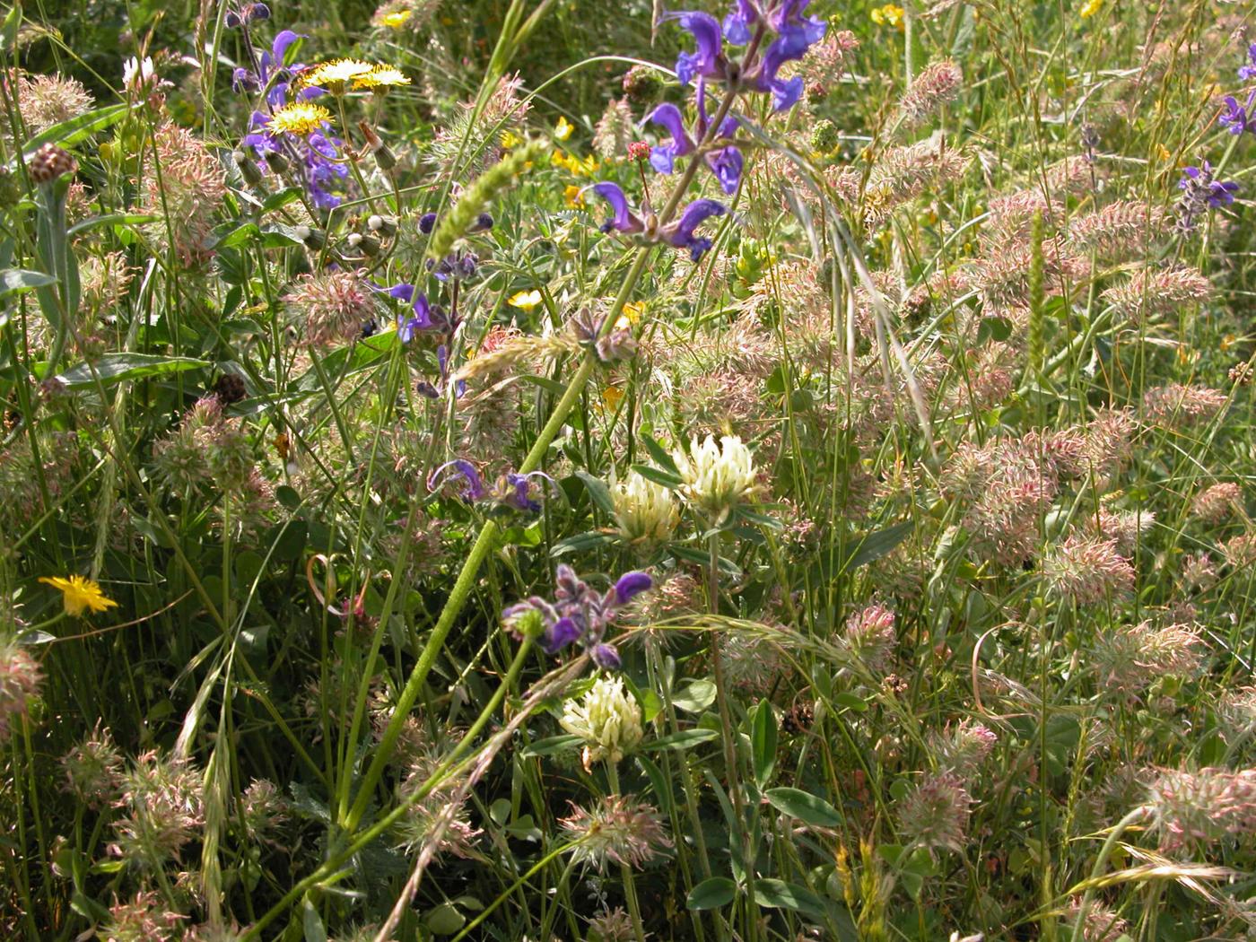 Clover, Sulphur plant